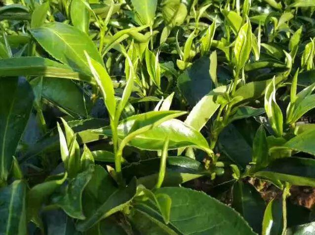 目前累计种植茶叶面积40000多亩,户均有茶园面积7亩,人均有茶园面积2