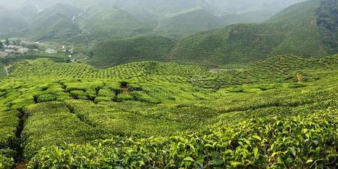 茶种植园马来西亚