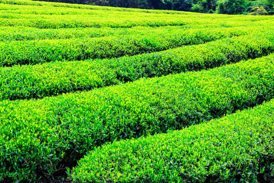 茶叶种植园