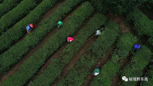 小寒时节茶管忙 为了迎来好收成