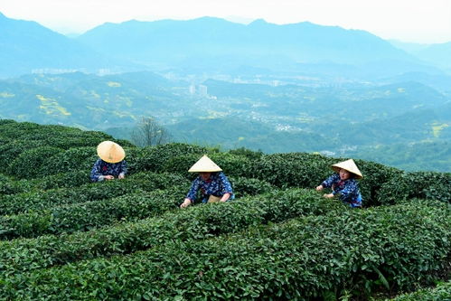 春茶开采满园香 雅安邀您共赴一场茶旅盛宴